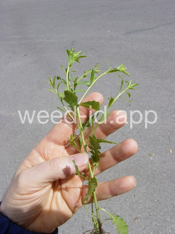 pepperweed, sand